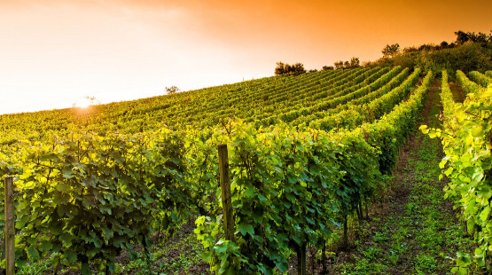 Enology | Equipment for wine-growing | Nursery LONGO | Rovinj | Istria