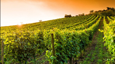 Önologie | Geräte für den Weinbau | Baumschule LONGO | Rovinj | Istrien